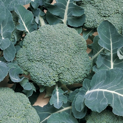 Picture of Organic Calabrese Belstar F1